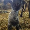 cute-sheep