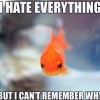 fish-hates-everything