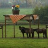 jens-braun-horse-shelter