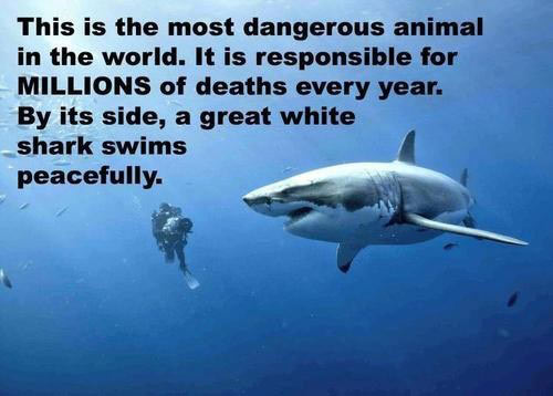 shark-human-killer